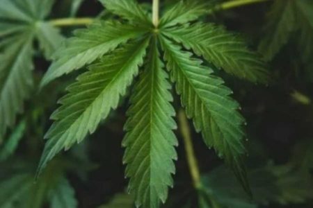 Kasus Penyalahgunaan Ganja Usia Belum Dewasa di Jepang Capai Rekor Tertinggi 8