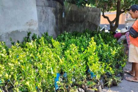 Ribuan Bibit Jeruk Keprok Dibagikan ke Warga Desa Tembok 9