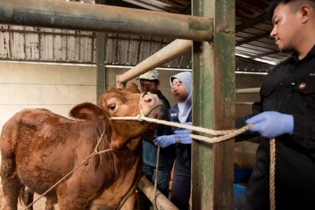 Kasus PMK Sapi Kembali Marak, Program Vaksinasi Ternak Digencarkan 5