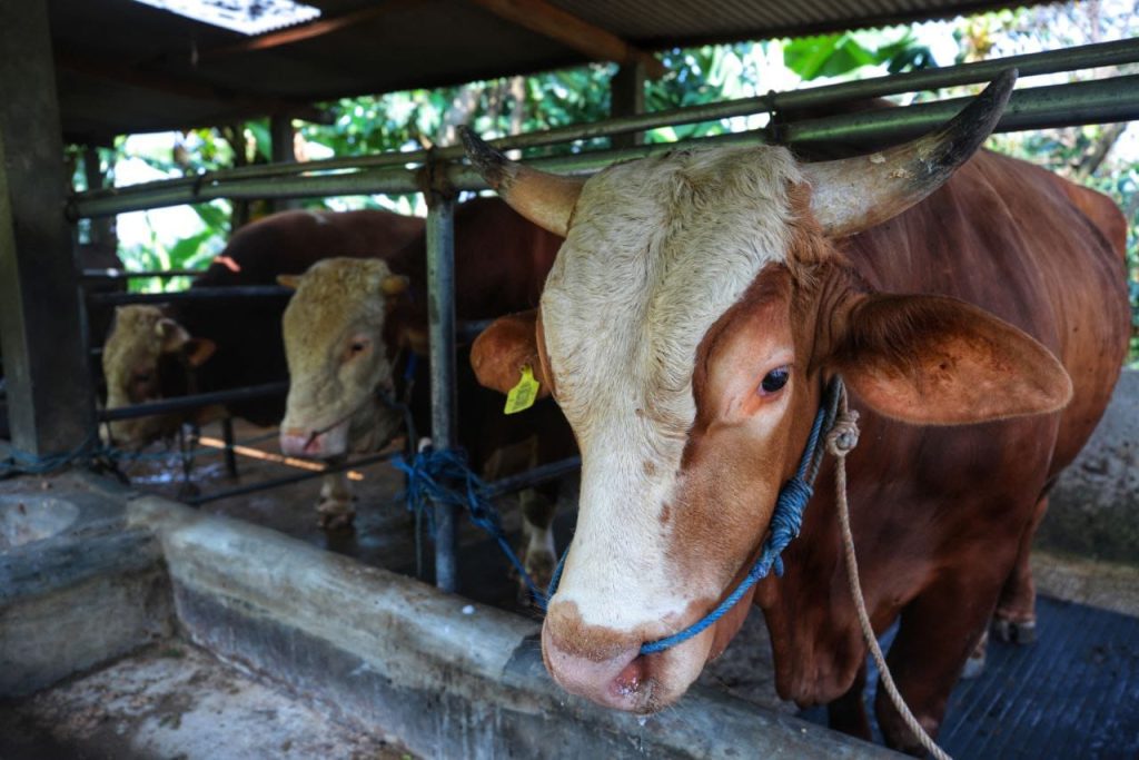Harga Sapi Kurban 2025 di Bandung milik Presiden Prabowo Berapa? Harga Sapi Kurban 2025 di Bandung milik Presiden Prabowo (Dok/Humas Bdg)