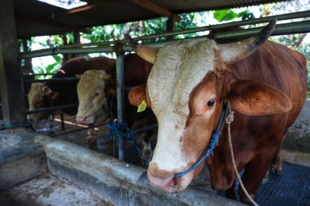 Harga Sapi Kurban 2025 di Bandung milik Presiden Prabowo Berapa? Harga Sapi Kurban 2025 di Bandung milik Presiden Prabowo (Dok/Humas Bdg)